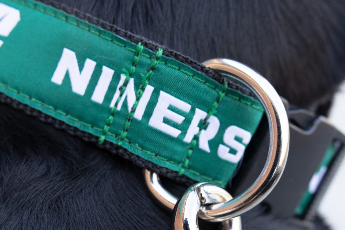 Charlotte licensed dog collar and leash